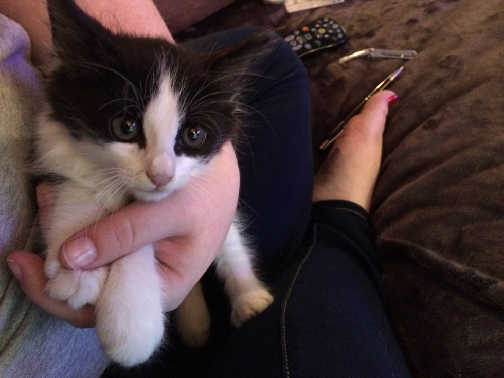 love meow