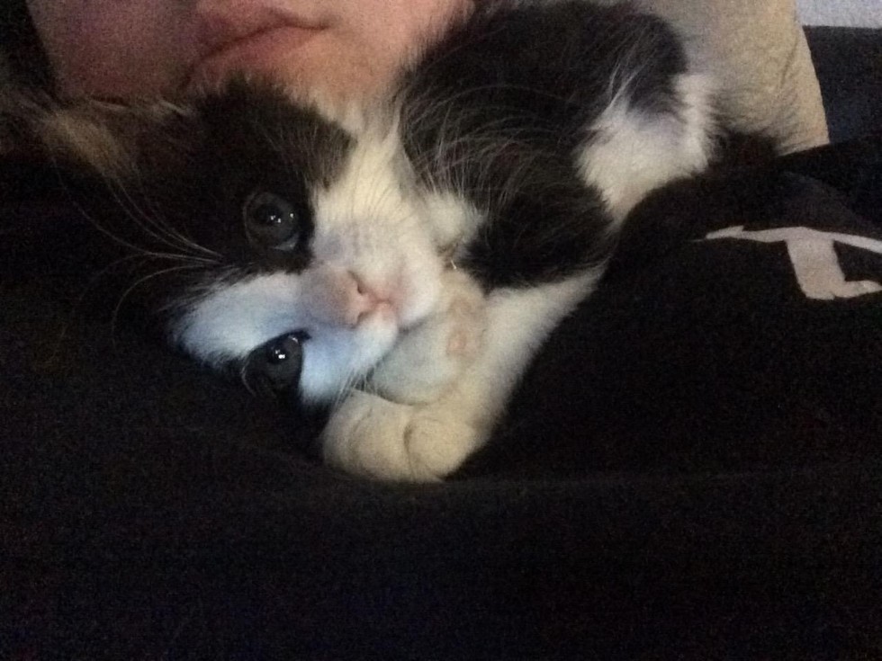 love meow