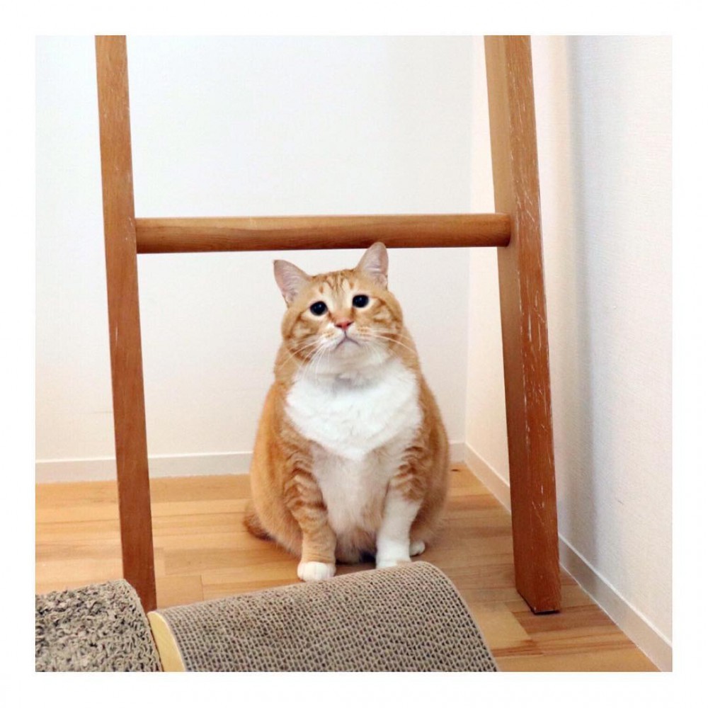 gupitaro