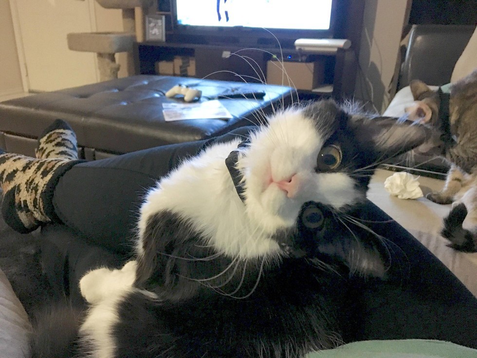 love meow