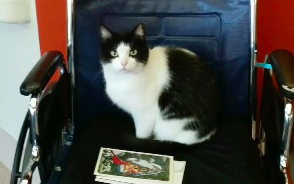 在美國俄亥俄州的一所養老院，溜進了一隻浪貓堅持不肯走。