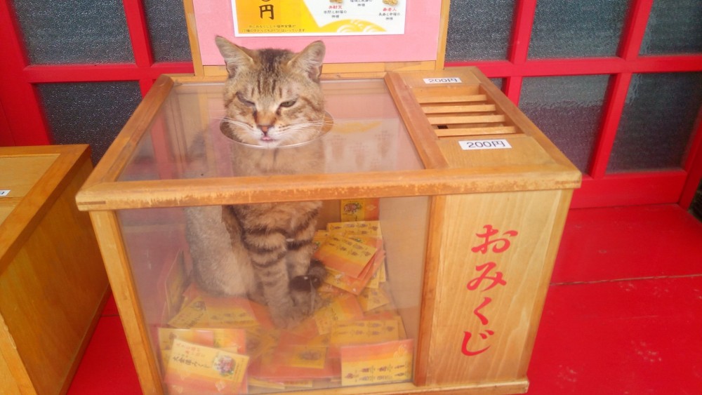 twitter/@southmtmonk