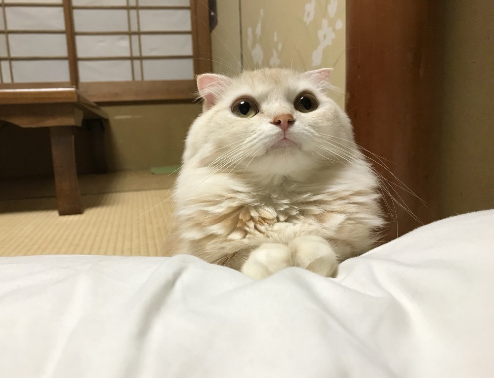 @mycatyugawara