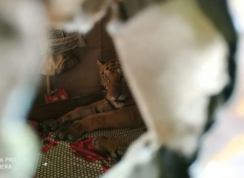 ＠Wildlife Trust India 