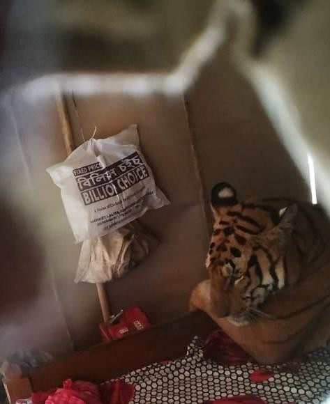 ＠Wildlife Trust India