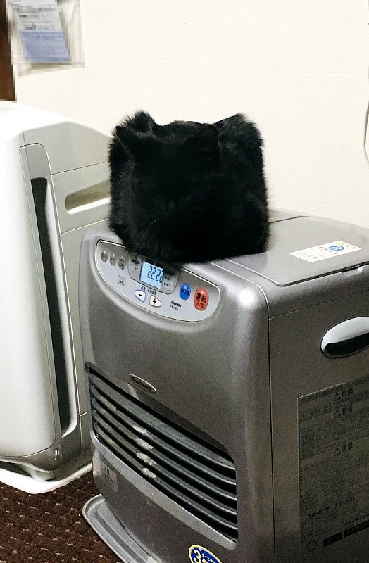 twitter/ @SHAKEhizi_BSK