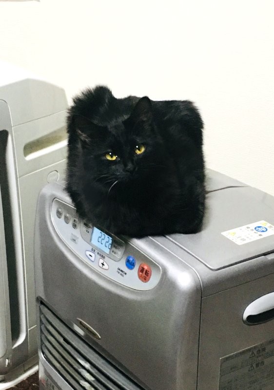 twitter/ @SHAKEhizi_BSK