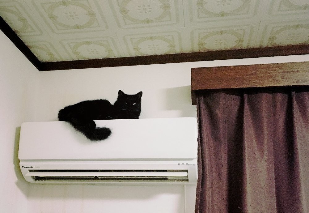 twitter/ @SHAKEhizi_BSK 