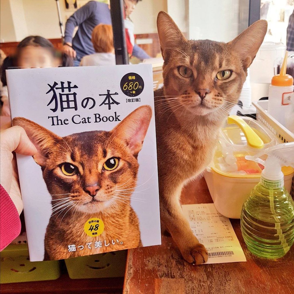 @catlover_garden