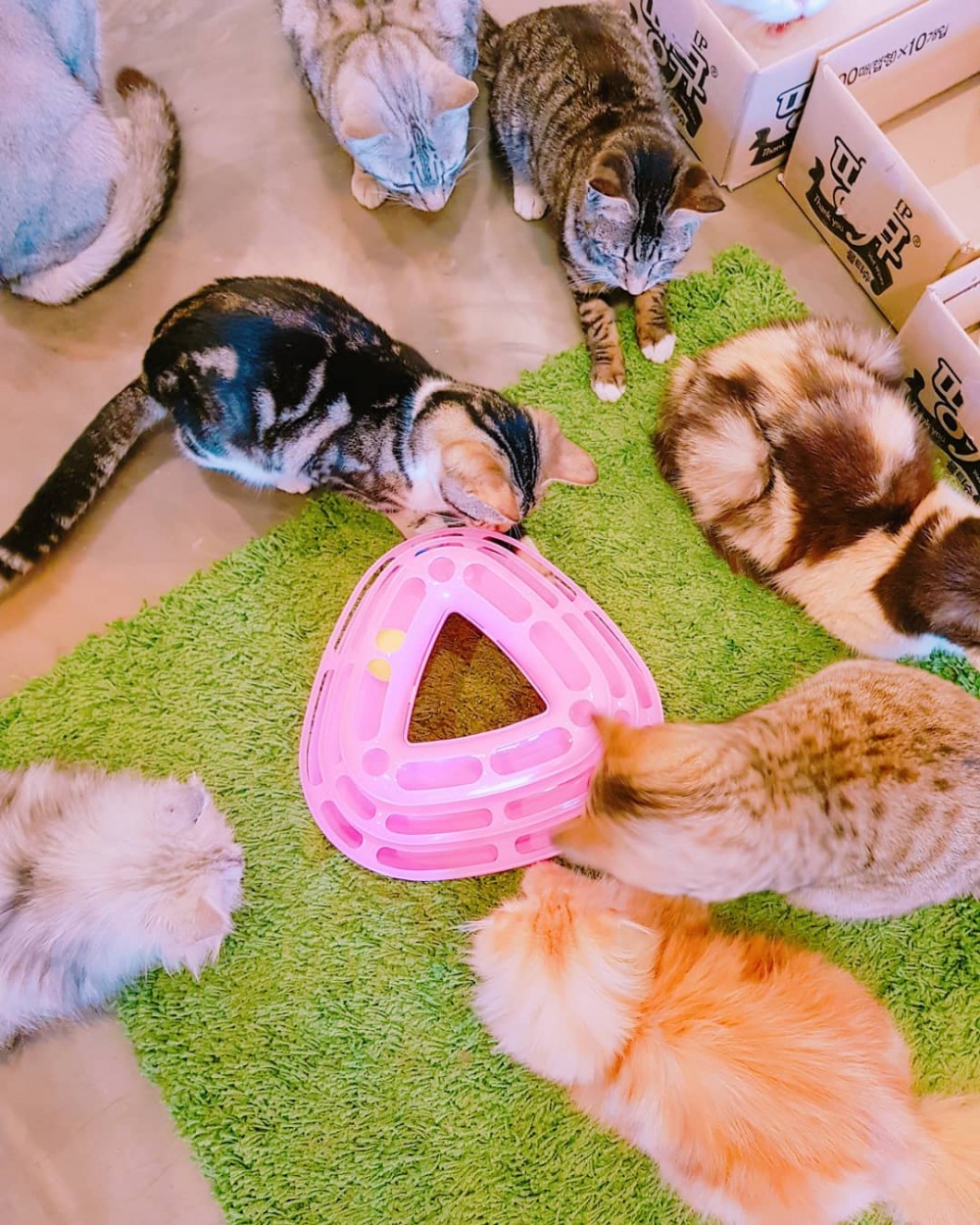 @catlover_garden