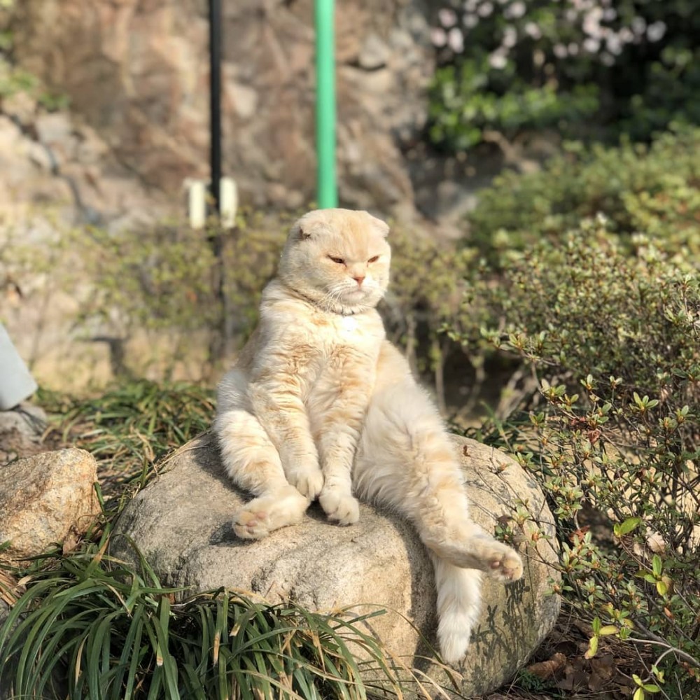 @catlover_garden