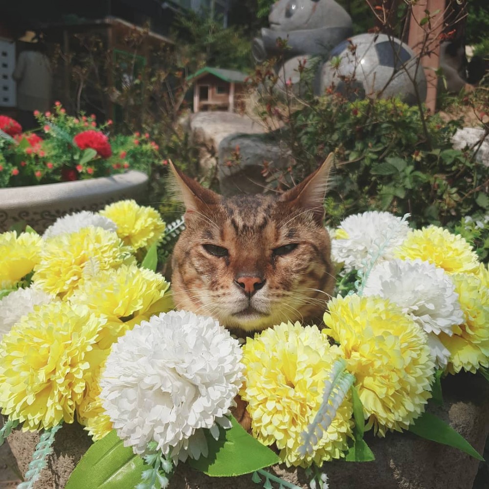 @catlover_garden