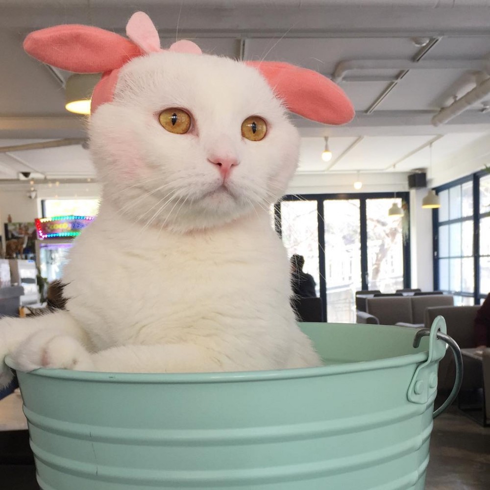 catmugang