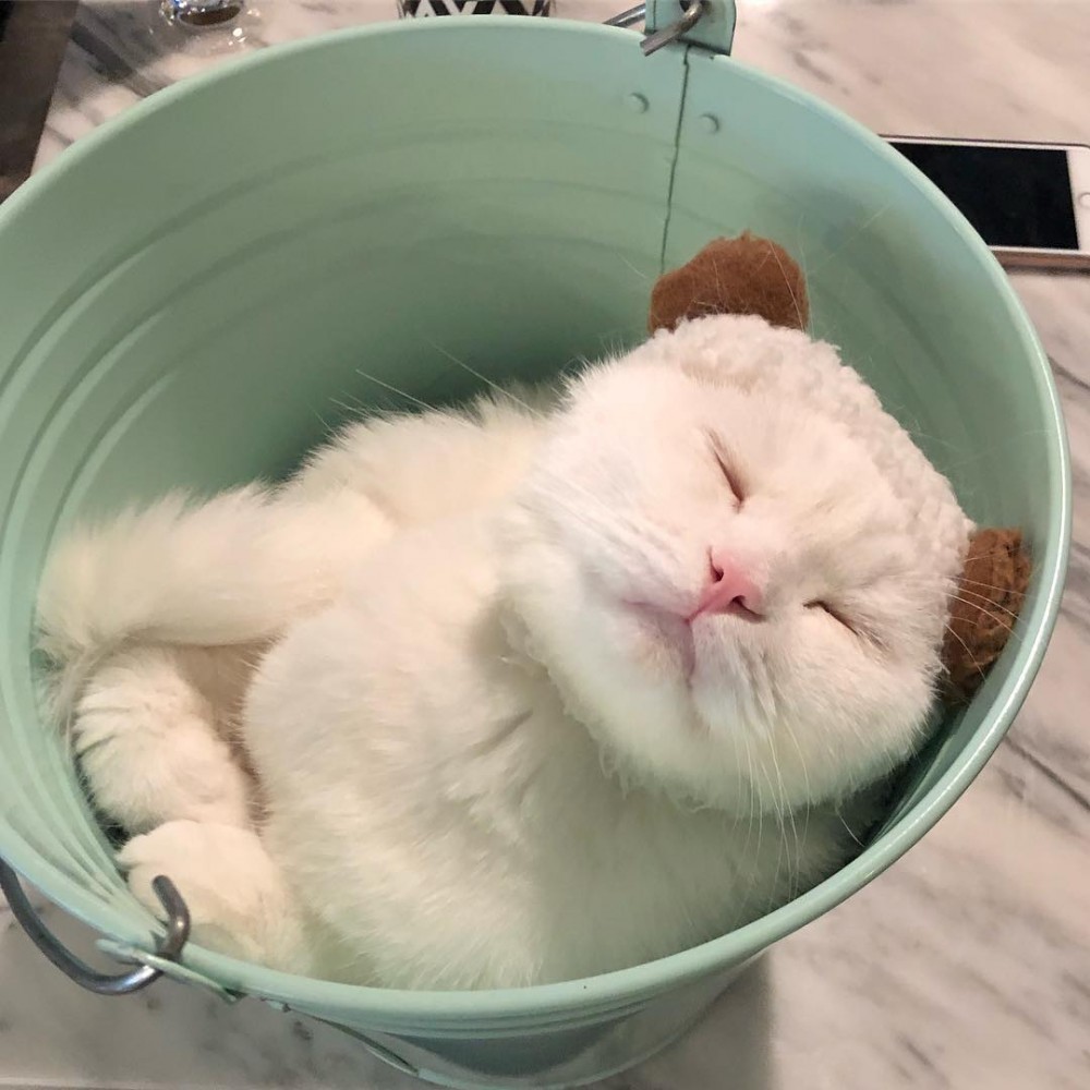catmugang