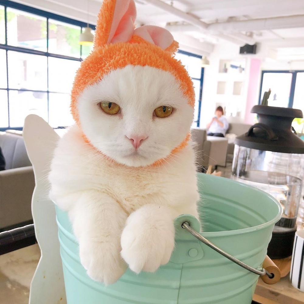 catmugang