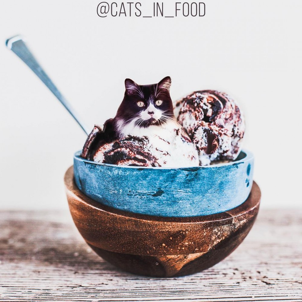 IG cats_in_food