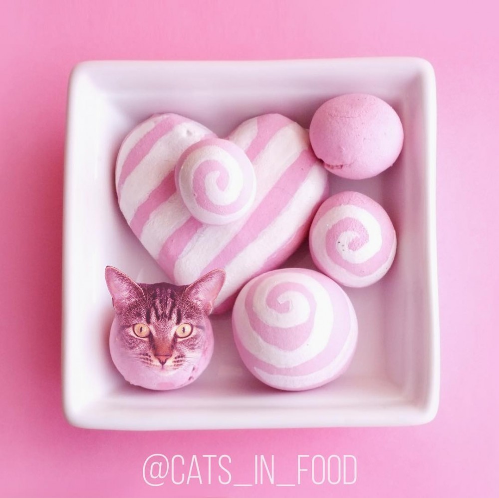 IG cats_in_food