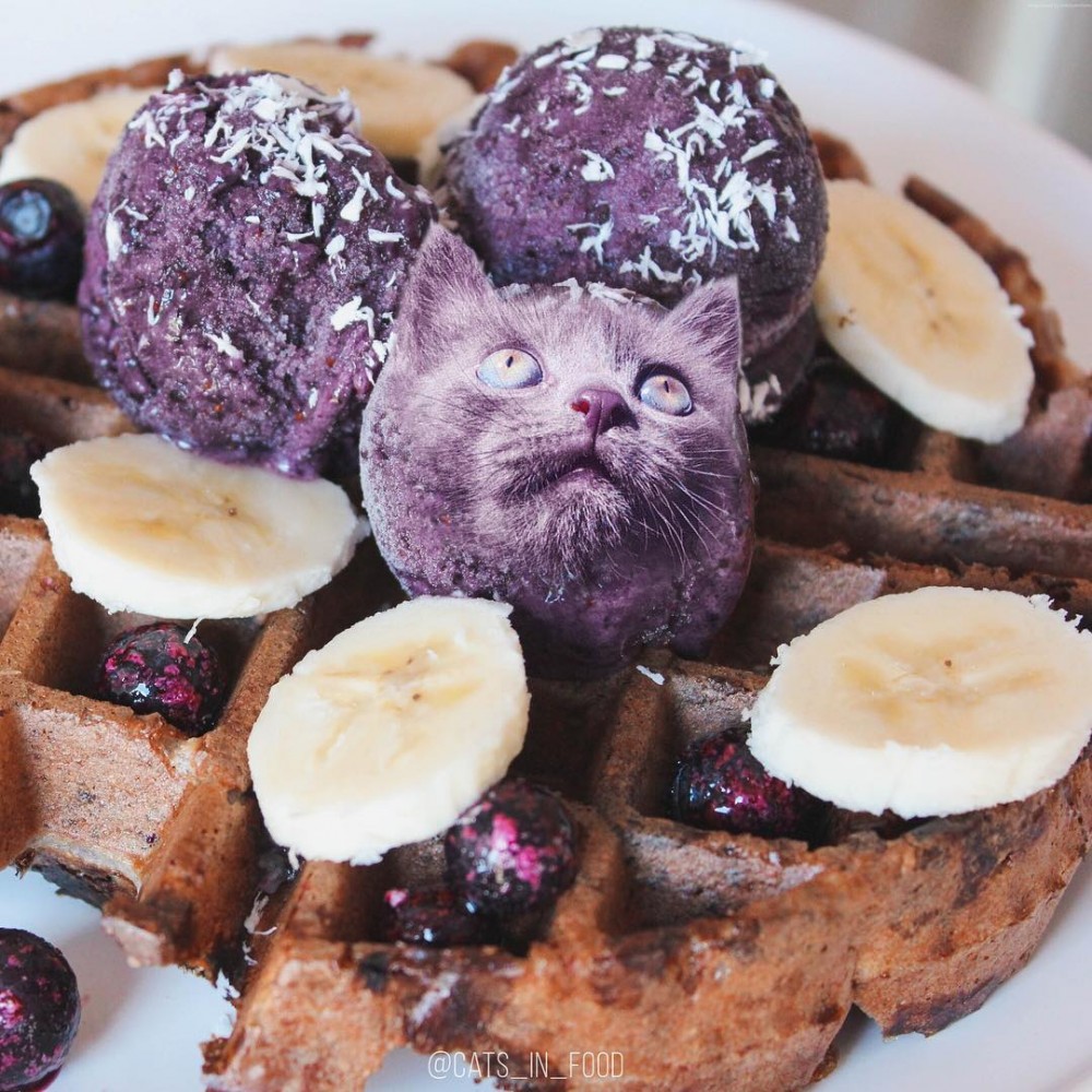 IG cats_in_food