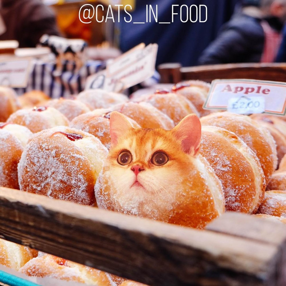 IG cats_in_food