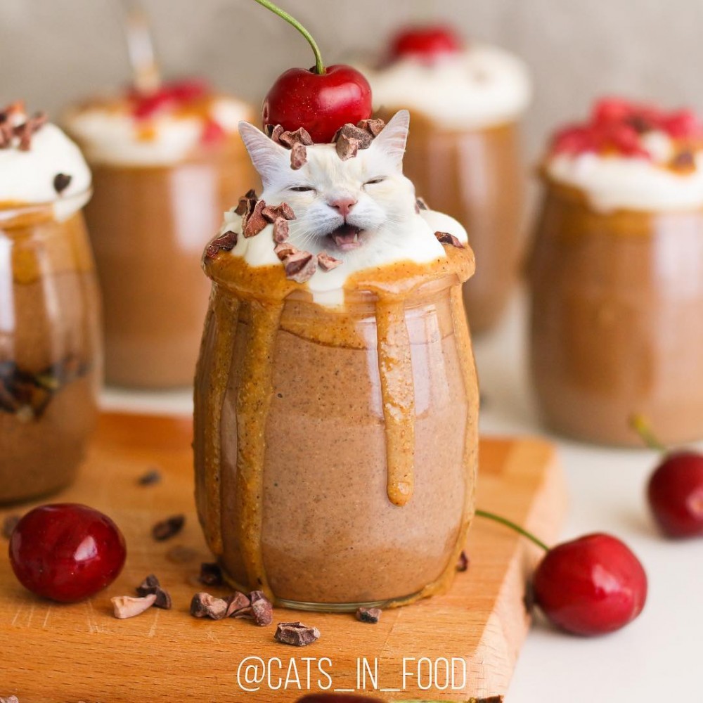 IG cats_in_food