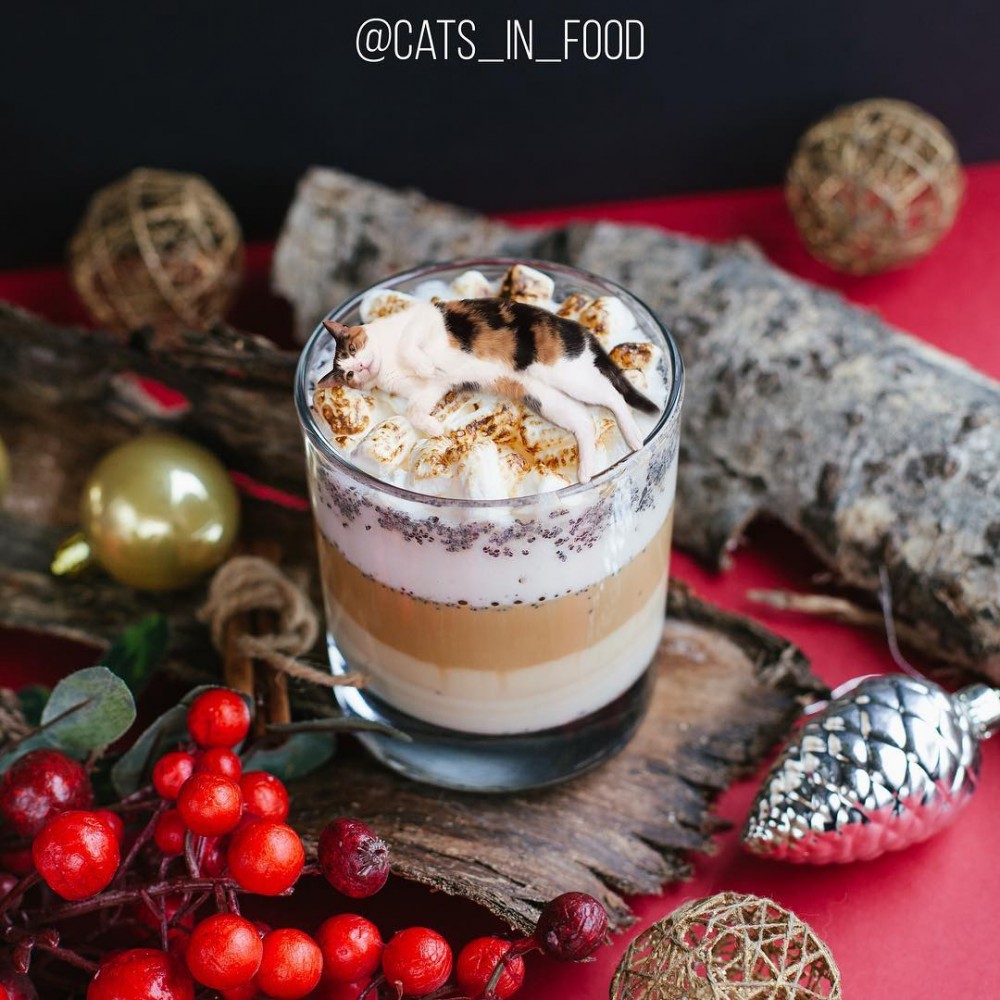 IG cats_in_food