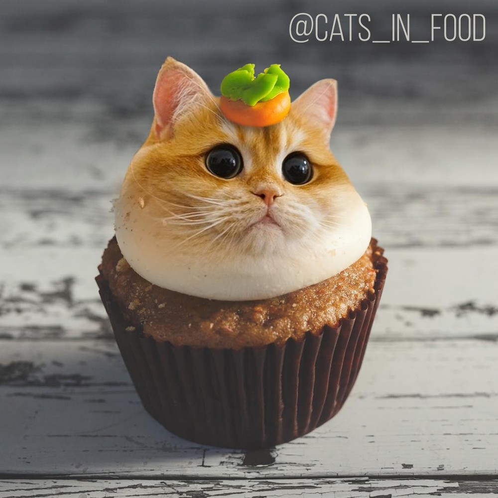 IG cats_in_food