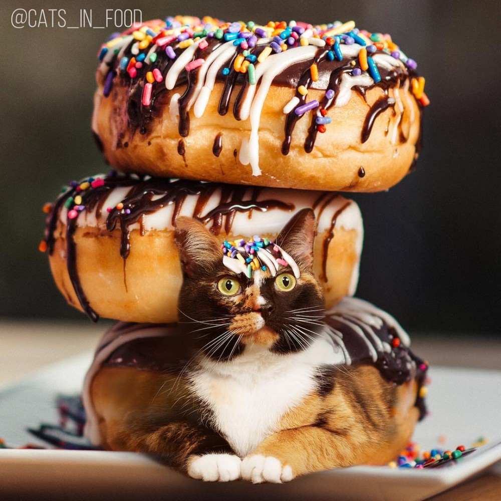 IG cats_in_food