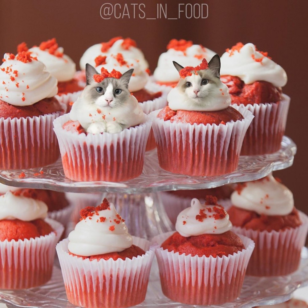 IG cats_in_food