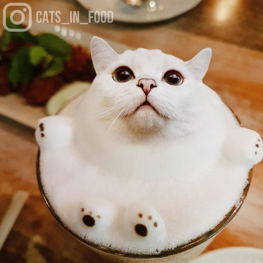 IG cats_in_food