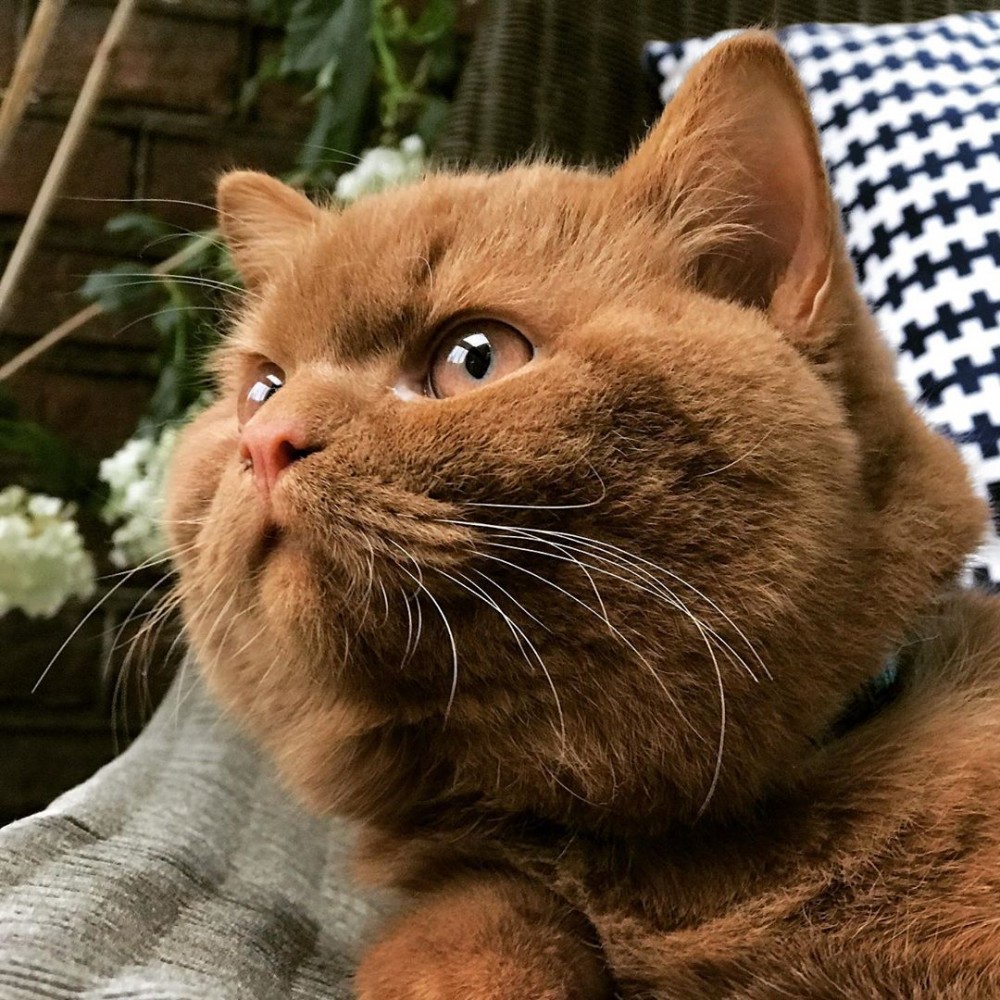 IG gentlebear.massimo