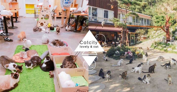 貓奴必去♥首爾野外咖啡廳「貓咪庭院」，百隻貓咪陪你坐地野餐！超幸福derrr~