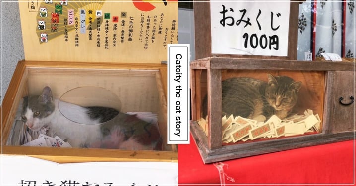 一次100元！日本神社被喵星人入侵，籤筒竟成動物驚喜箱！網：抽到大吉啦ＸＤ