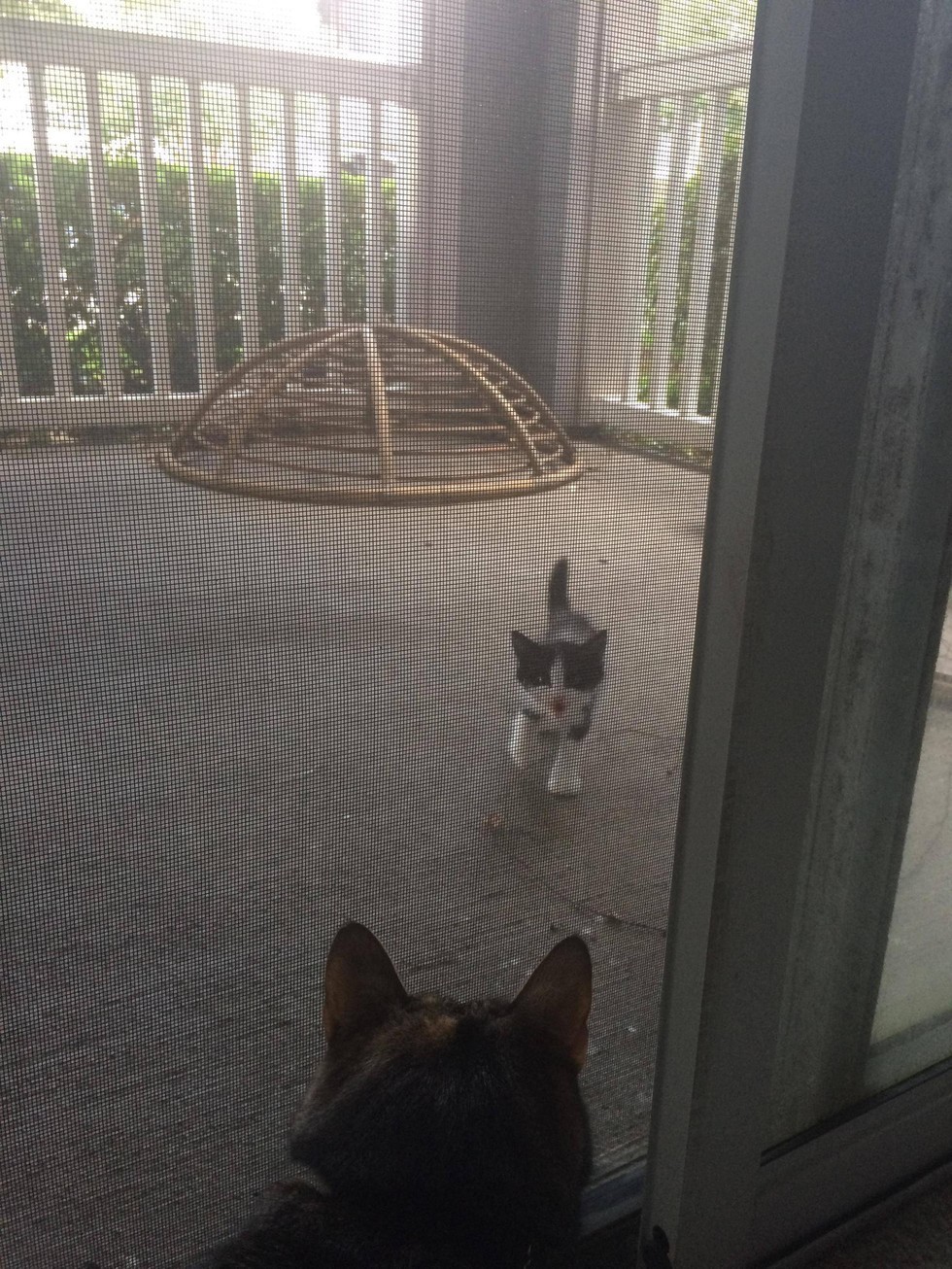 love meow