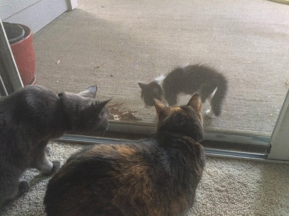 love meow