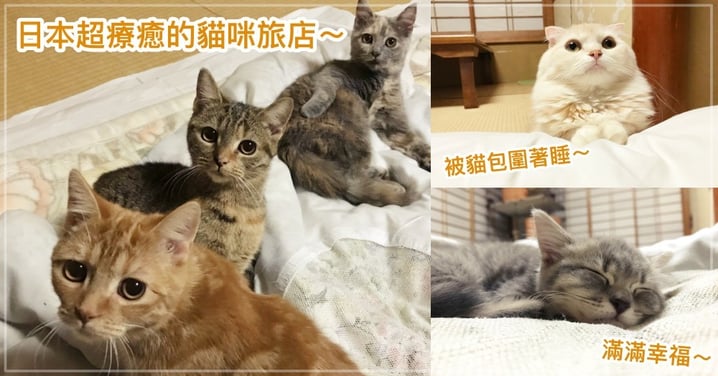 日本湯河原店超療癒的「貓咪旅館」，一群貓陪你睡覺超享受！網：根本天堂！！