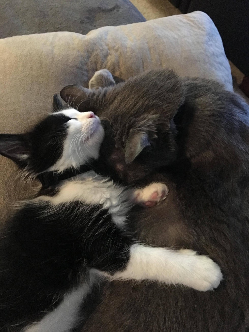 love meow