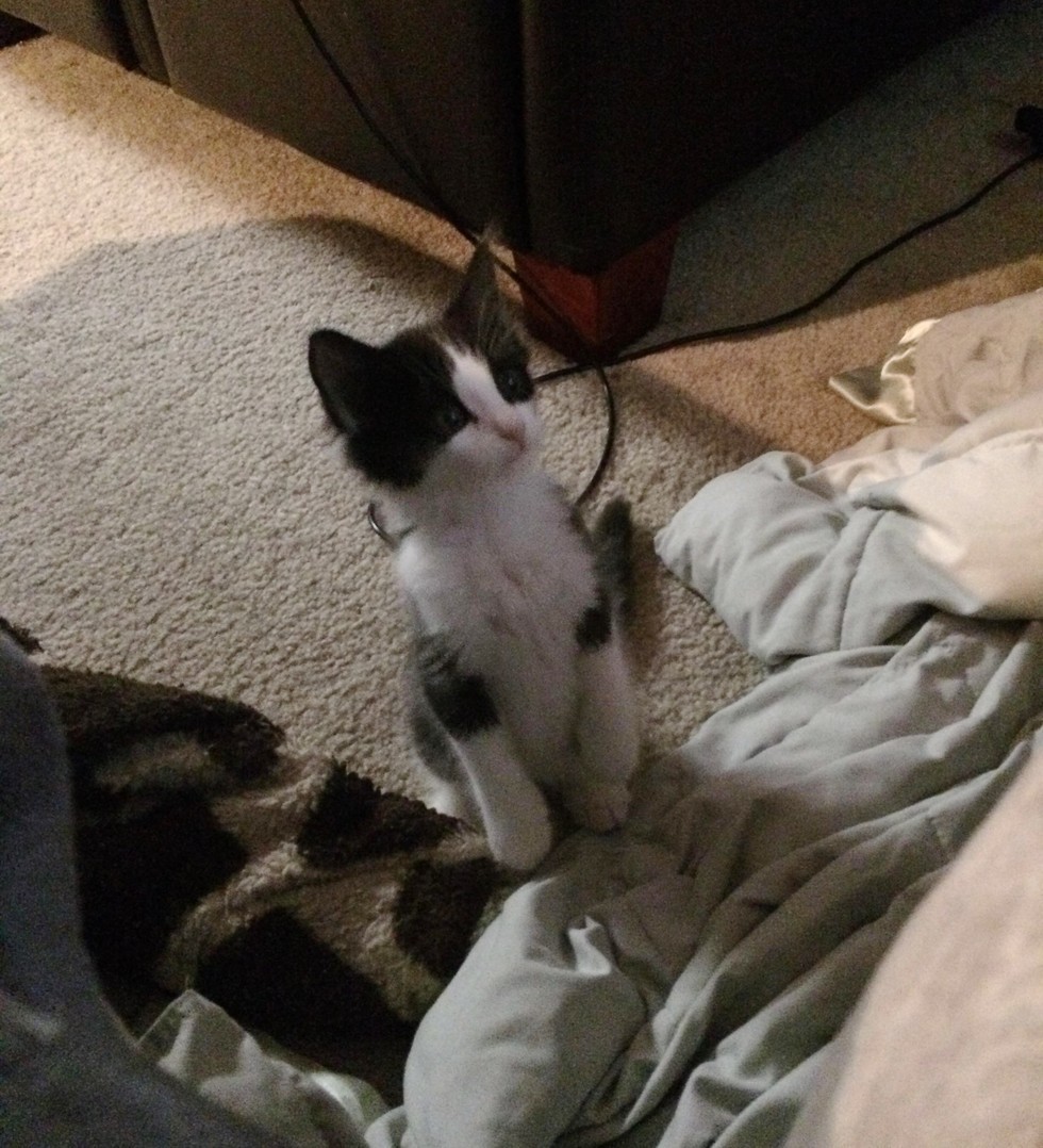 love meow