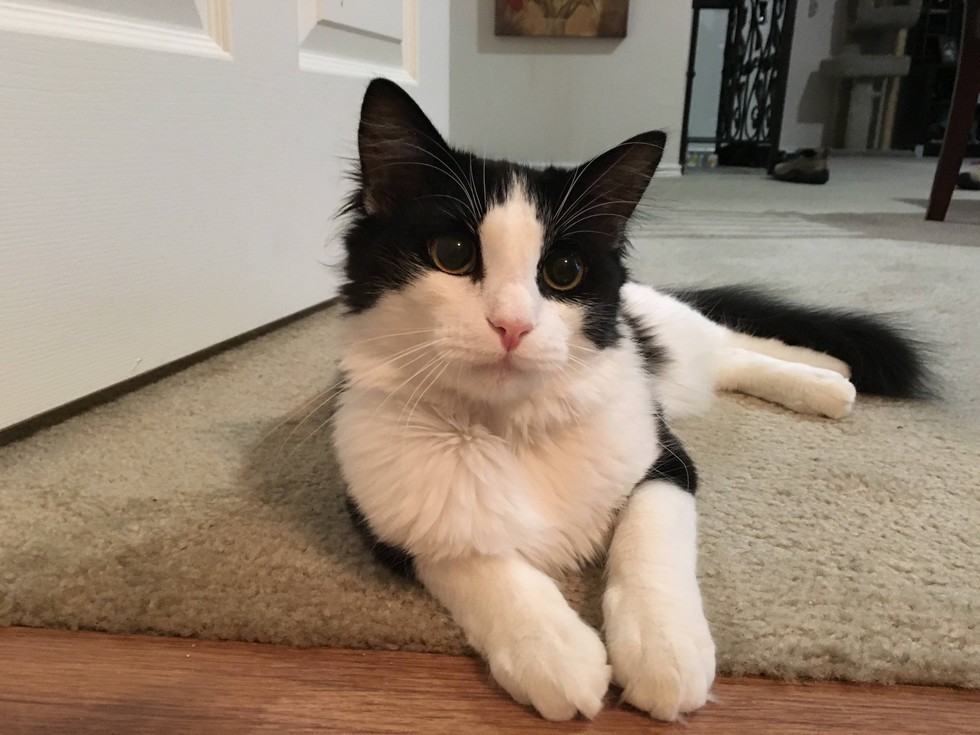 love meow