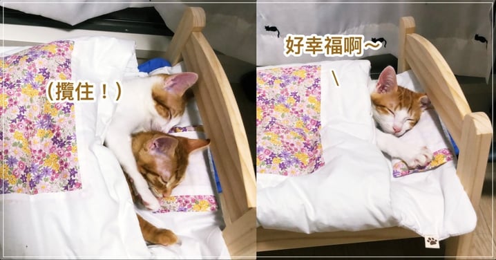 推特熱議！日本喵星人「攬緊緊作伙睏」，超愛小床還會蓋被被...  網暴動：想買！