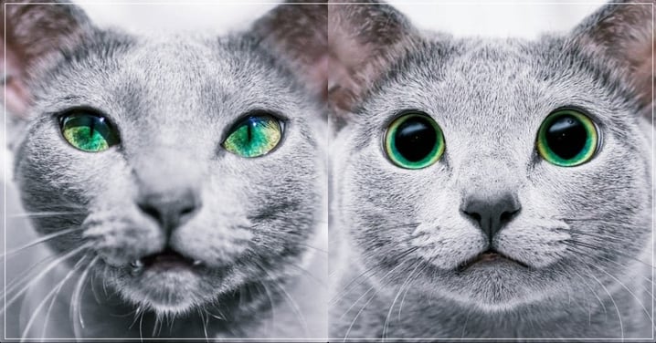 眼裡藏碧湖！絕美俄羅斯藍貓姐妹，獨特「漸層碧眼」太迷人！網：看到失魂！