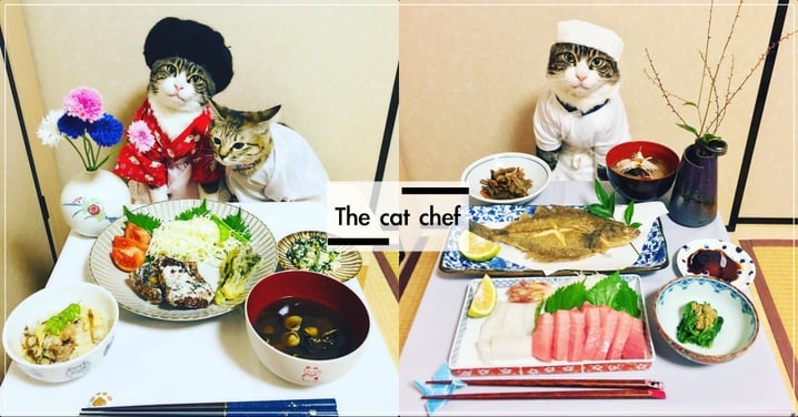喵大廚來了！日本萌貓系列照爆療癒，美食當前還能淡定拍照  網笑：有夠佛