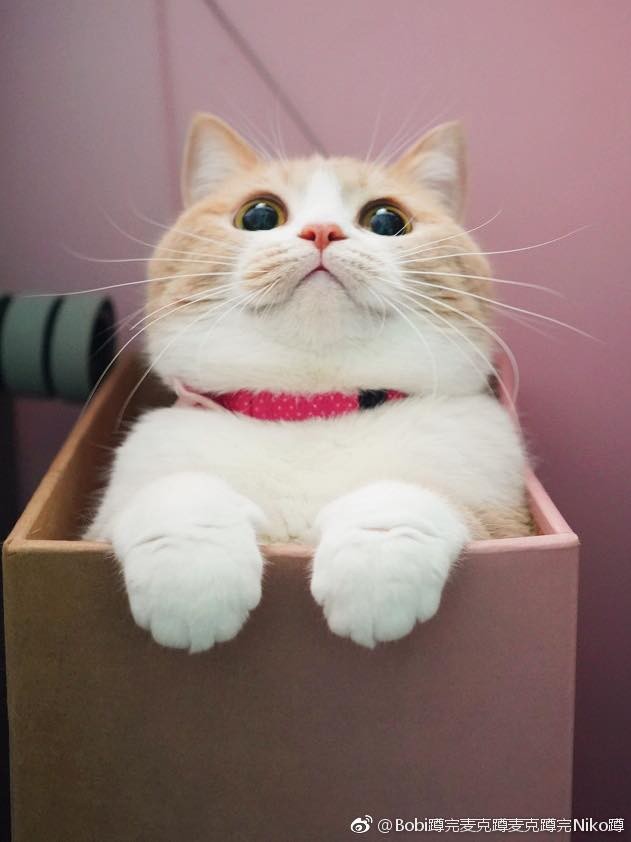 Bobi蹲完麥克蹲麥克蹲完Niko蹲