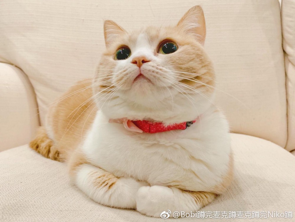 Bobi蹲完麥克蹲麥克蹲完Niko蹲