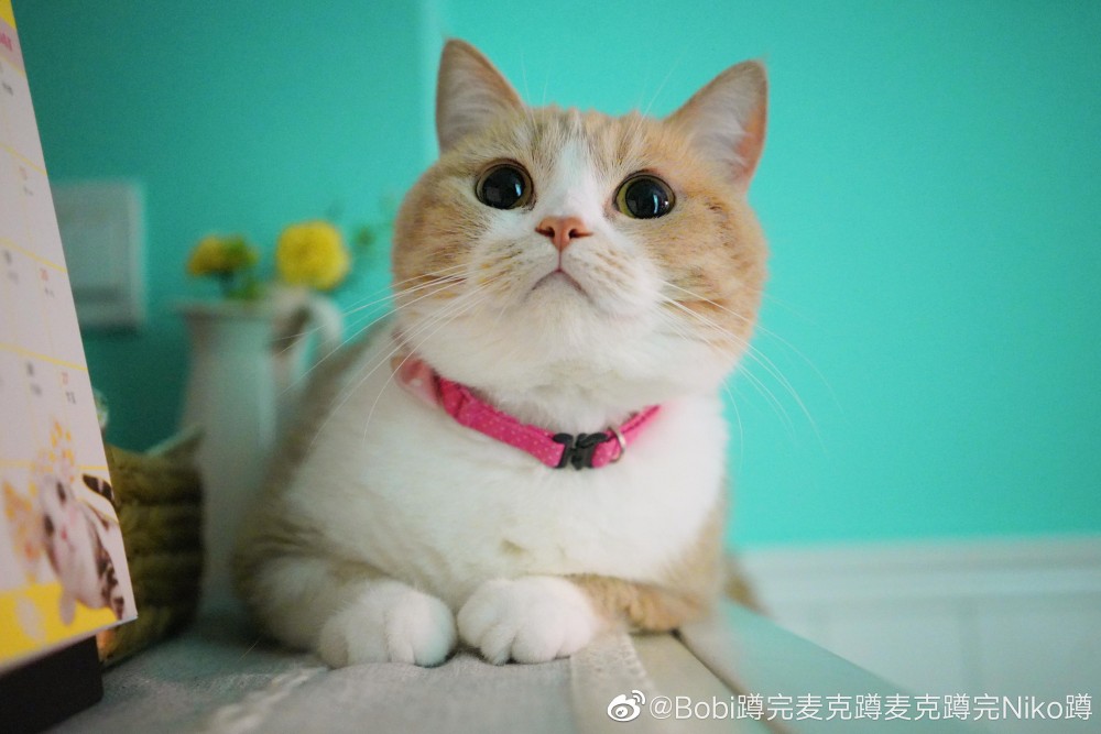 Bobi蹲完麥克蹲麥克蹲完Niko蹲