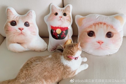 Bobi蹲完麥克蹲麥克蹲完Niko蹲