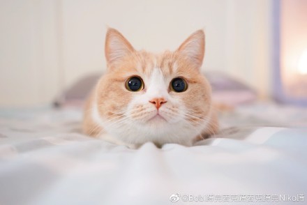 Bobi蹲完麥克蹲麥克蹲完Niko蹲