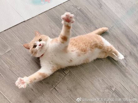 Bobi蹲完麥克蹲麥克蹲完Niko蹲