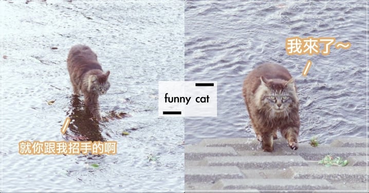 日本遊客跟對岸浪貓「歐嗨喲～」，沒想到牠竟直接上岸... 喵：「叫我？罐罐呢！」