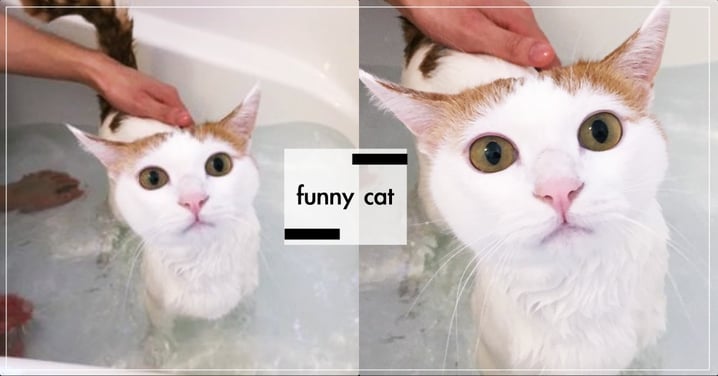 日本喵星人洗澡「定格睜大眼」，超淡定表情引熱議   網：果然是別人家的貓