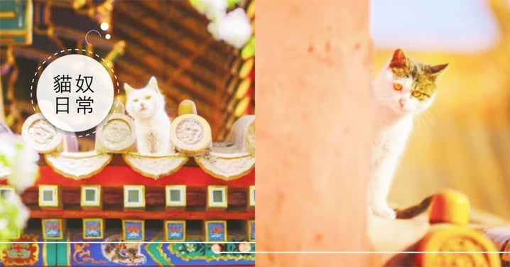 紫禁城181隻超萌「帶爪護衛」竟是皇宮後代貓，還讓故宮院長親自取名！